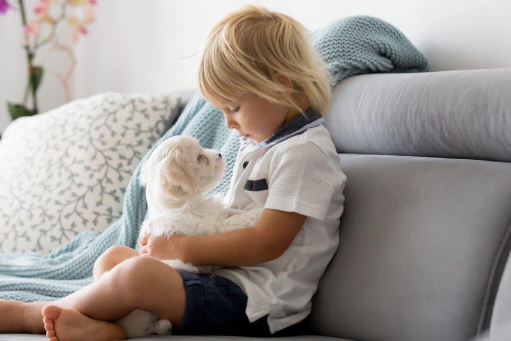 Petite and delicate, toy dog breeds need special care during summer