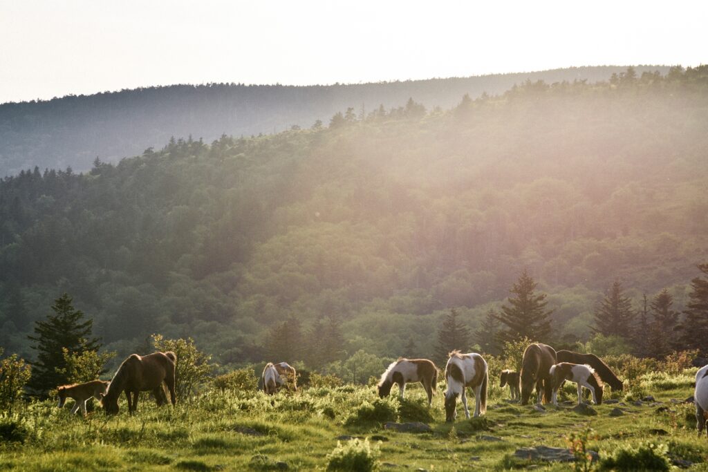Wild ponies are the stars of Mount Rogers.