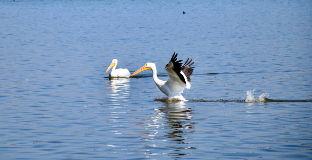 birds landing on the lake