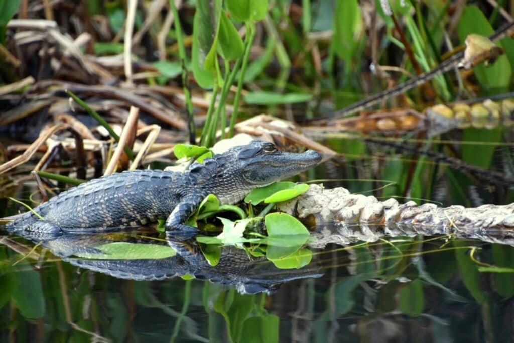 An alligator resting in the water