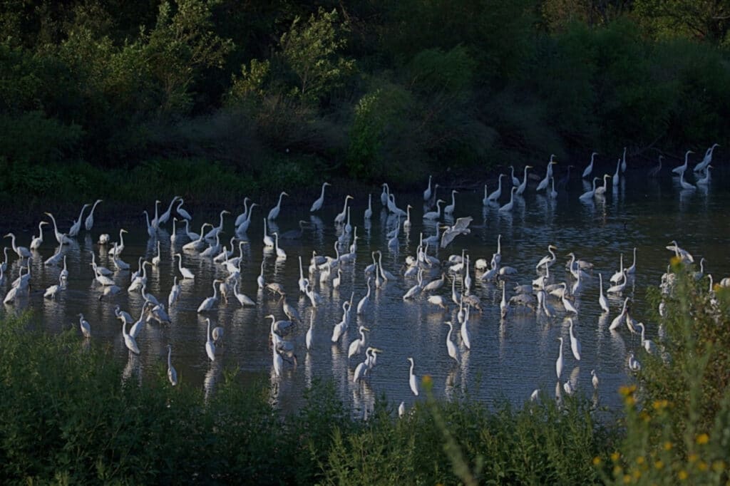 A flock of birds in a pond at the Trinity River Audubon Center