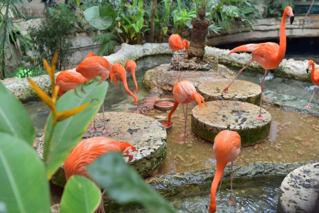 Flamingos