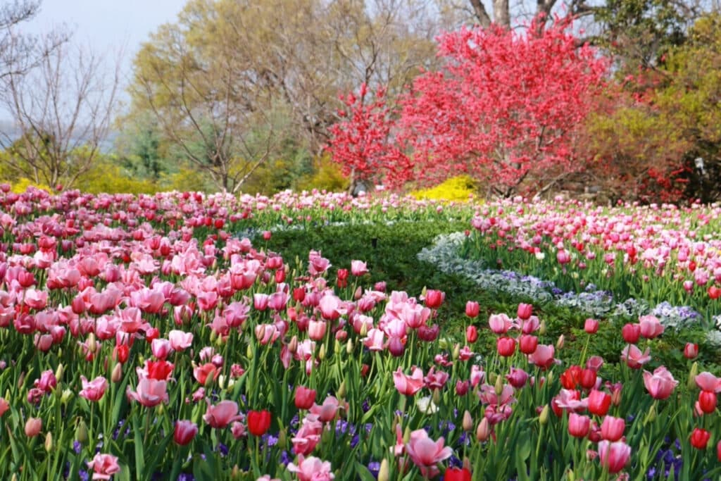 A garden of bright pink and red flowers