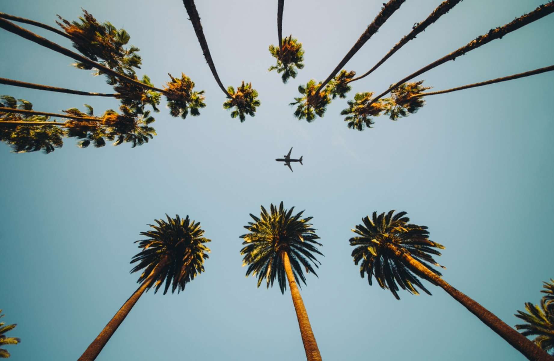 view of the top of palm trees and a plane flying above