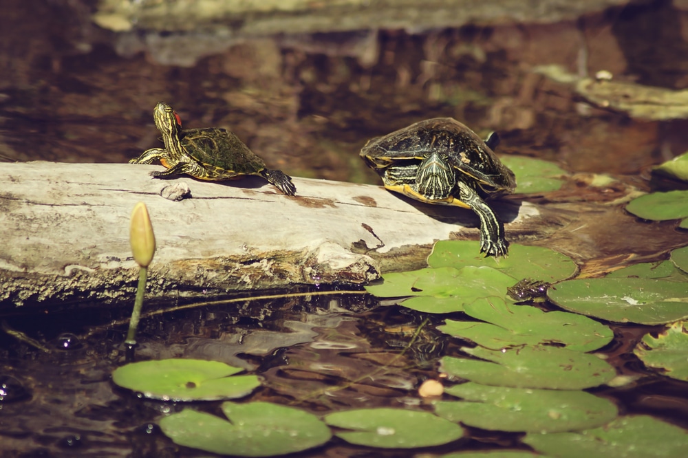 Quiet corners like this are easy to find at the Houston Arboretum, where forest trails, wetlands, and wildlife offer a peaceful pause just minutes from the city.