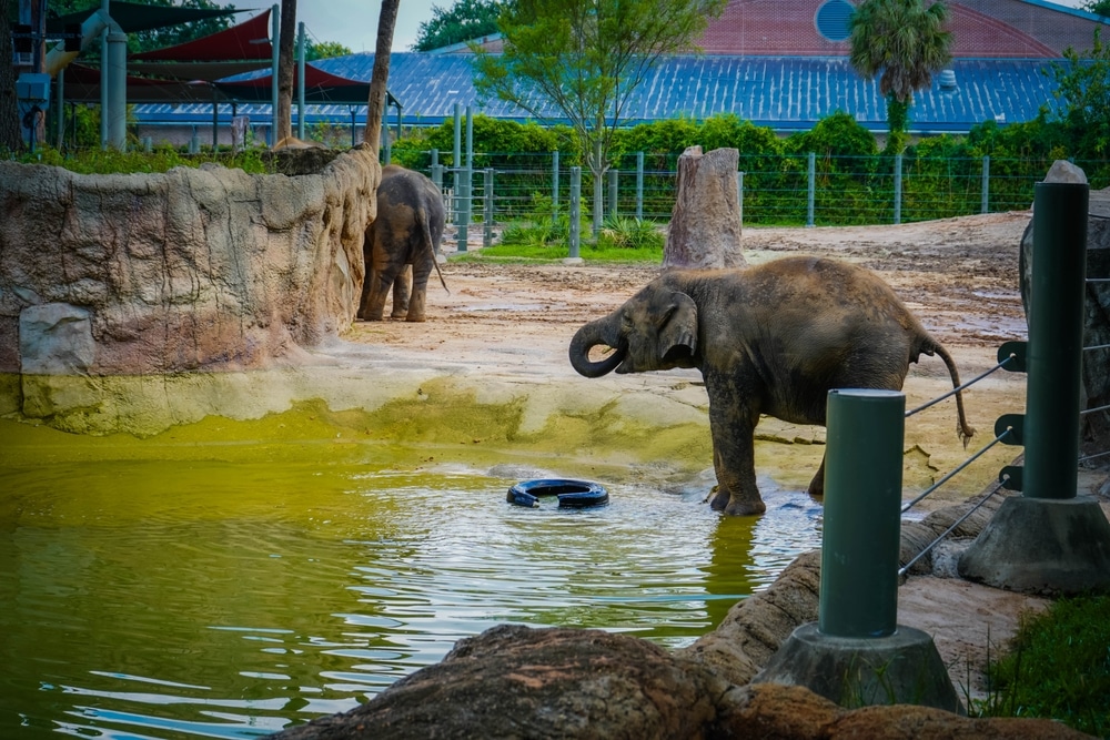Asian elephants are among the 6,000+ animals at the Houston Zoo, an iconic Houston attraction located in Hermann Park.