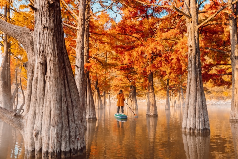 Fall in Louisiana bayou