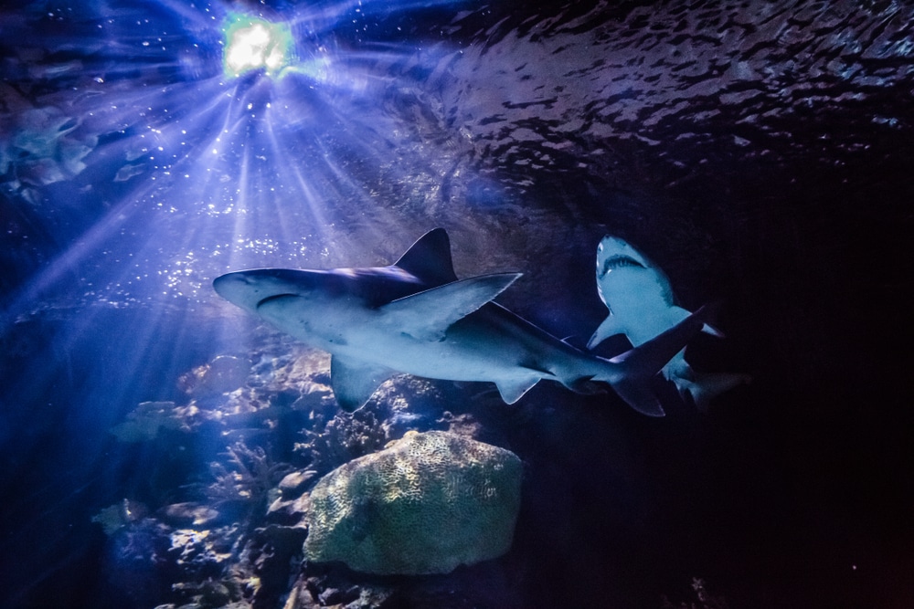 Sharks glide through the underwater tunnel at Downtown Aquarium Houston—an immersive experience that thrills kids and gives families a close-up look at marine life in motion.