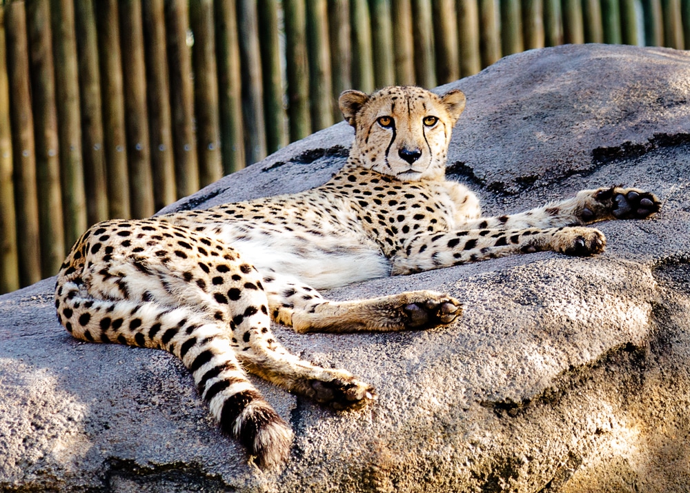 A cheetah lounges in the sun at the Houston Zoo, where over 6,000 animals give families a front-row seat to wildlife from around the world.