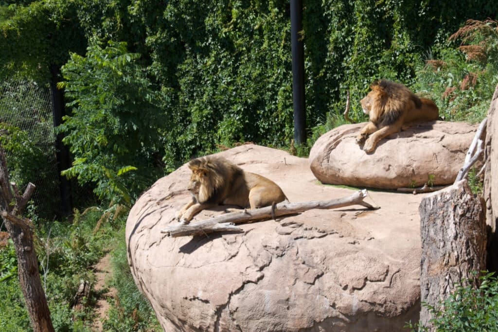 Two lions laying on a rock surrounded by trees.