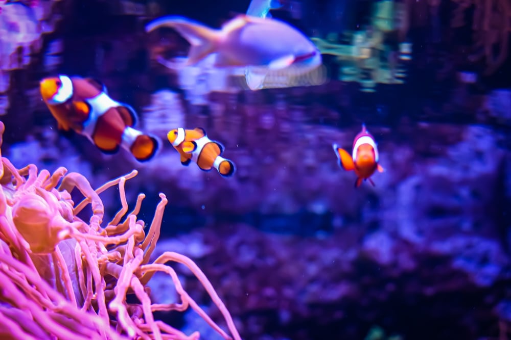 Clownfish dart among coral at Shedd Aquarium, a favorite stop for kids who love bright colors and playful sea life.