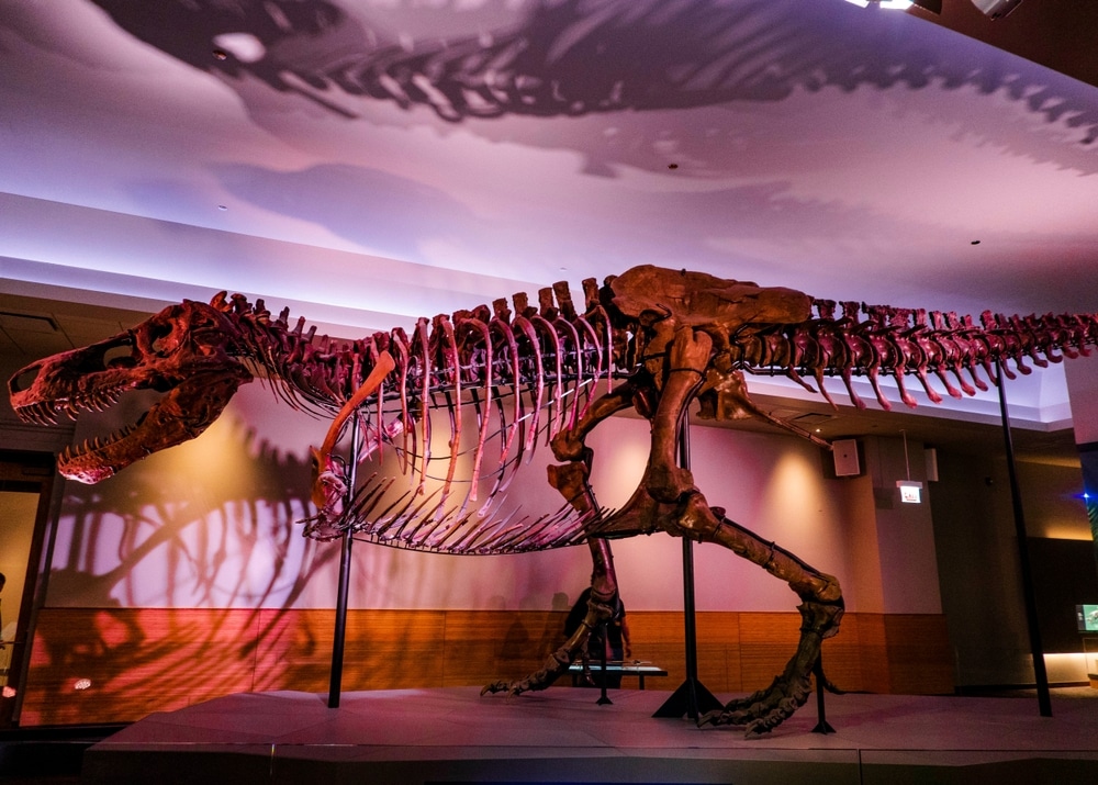 A large Tyrannosaurus Rex on display in he Field Museum