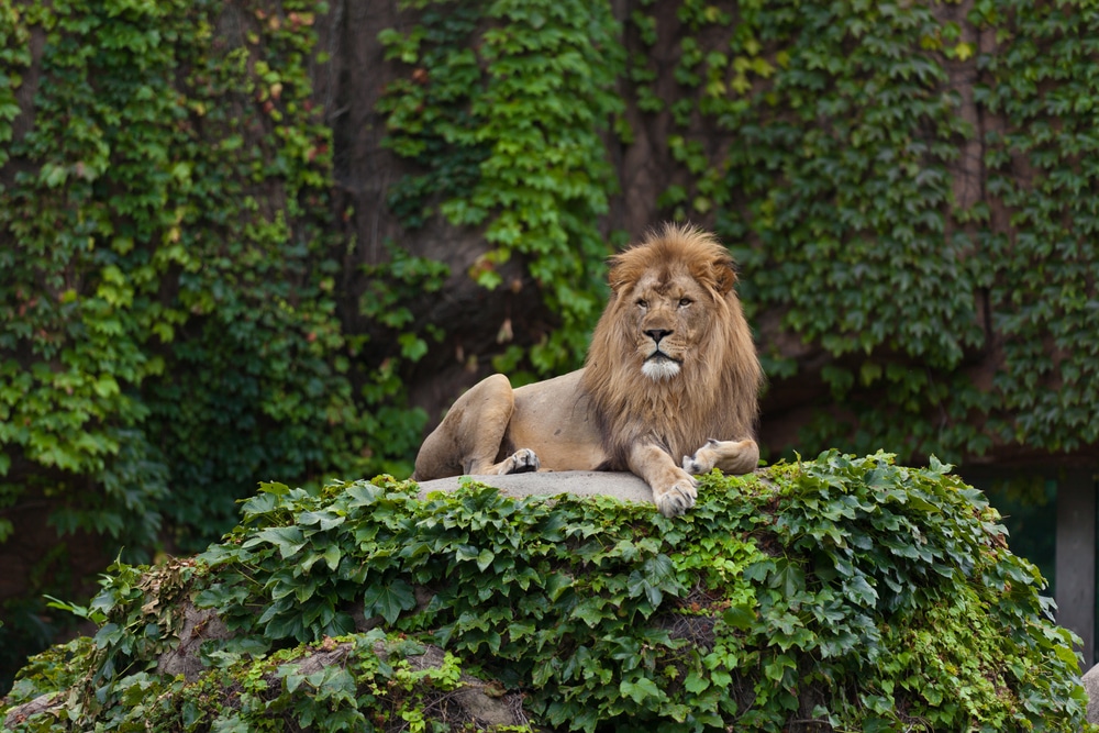 A lion perched on a rock covered in ivy.