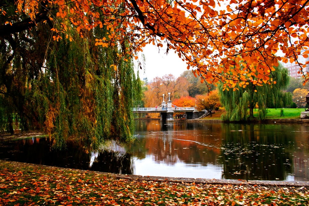 Vibrant autumn foliage in Boston, MA, showcasing red, orange, and yellow leaves against historic buildings.