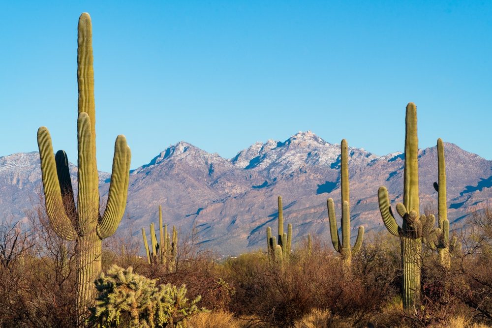 A large cactus plant with tall, green stems and spines, set against a neutral background.