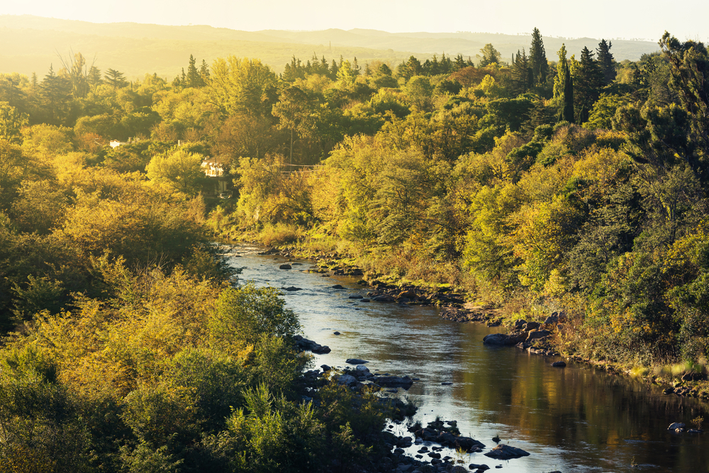 A serene river flows through a lush green forest, surrounded by tall trees and vibrant foliage.
