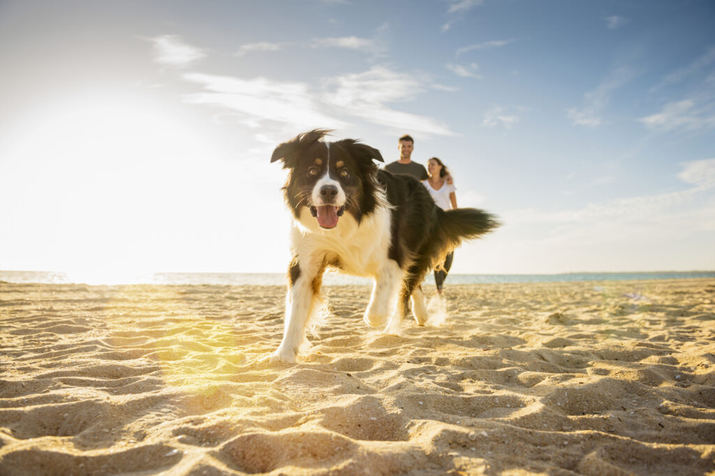 Dog running on beach near couple
