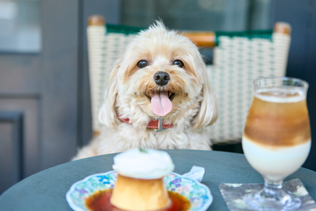 A small tan dog sits on a chair at a table with a glass of iced coffee and a plate with flan and whipped cream.