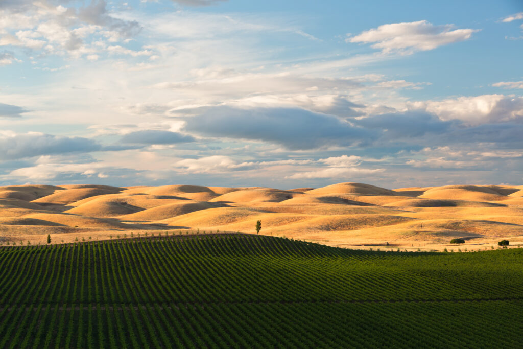 Evening light drapes over the rolling hills of Dunnigan while rows and rows of grape vines fall into the shadows.