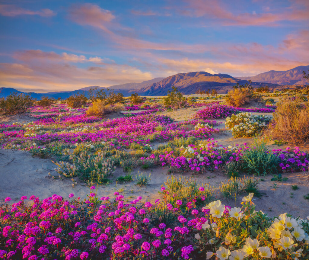 Spring desert wildflowers in Anza Borrego Desert State Park, California