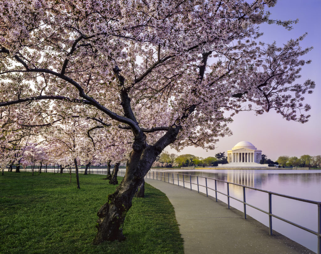 Cherry trees near Jefferson Memorial, Washington DC
