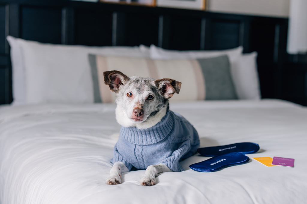 A dog in a colorful sweater lies comfortably on a bed, showcasing its cozy attire.
