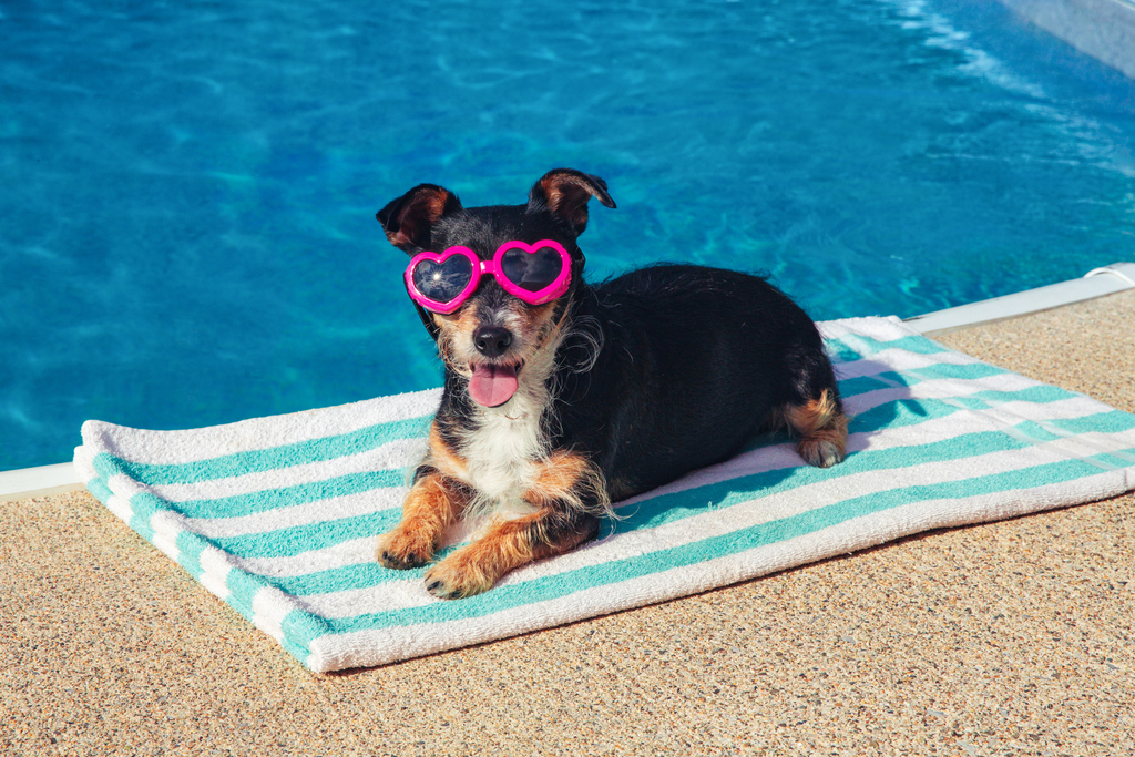 A dog wearing pink heart-shaped sunglasses sits on a towel beside a swimming pool, enjoying a sunny day.