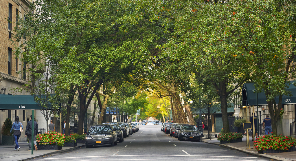 An urban street bordered by trees, showcasing parked vehicles along the roadside.