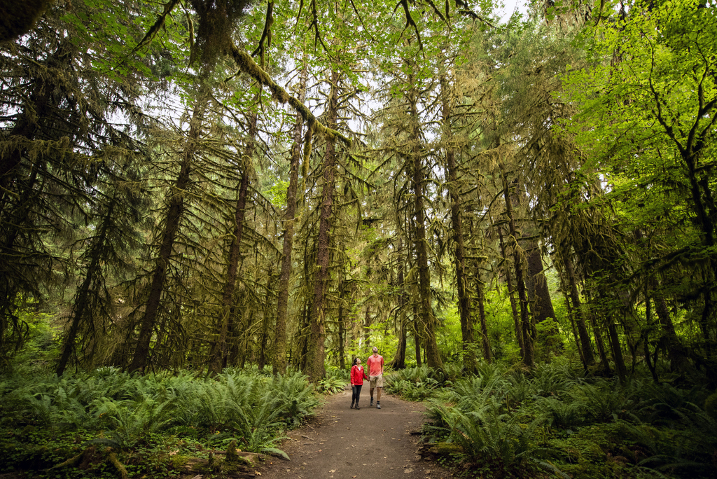 Two individuals walking along a forest path, surrounded by trees and greenery.