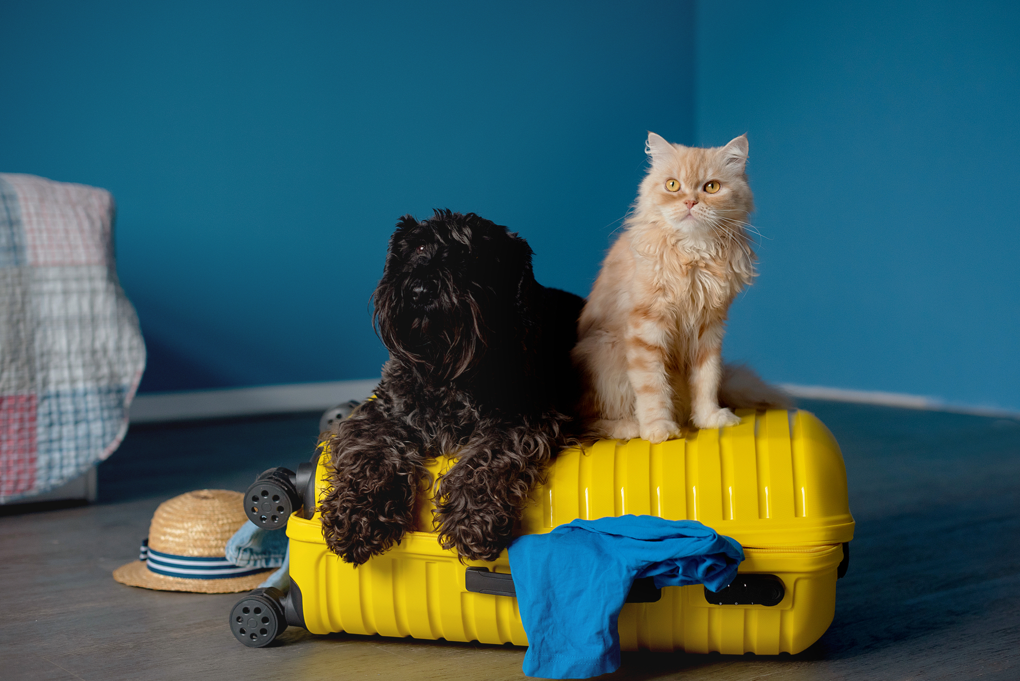A dog and a cat sit together on a suitcase, showcasing their companionship and playful demeanor.