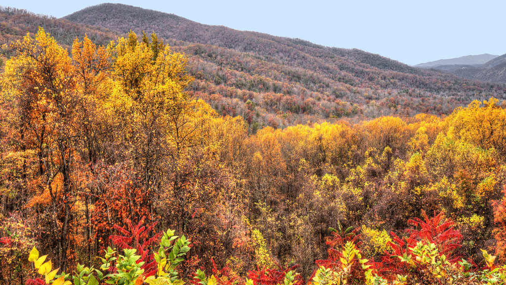 A panoramic view of the Great Smoky Mountains adorned with colorful autumn leaves, highlighting the beauty of fall foliage.